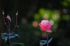 晩秋の薔薇