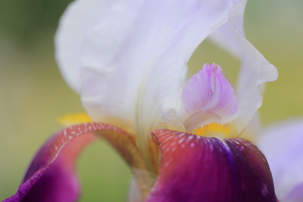 ジャーマンアイリス