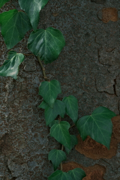 纏う