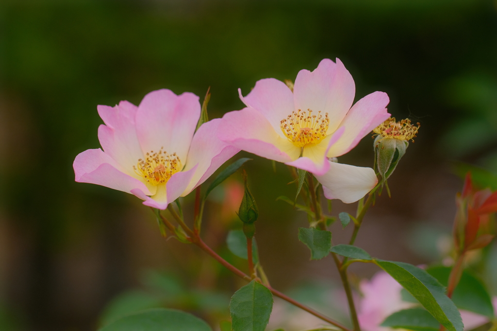 一重薔薇