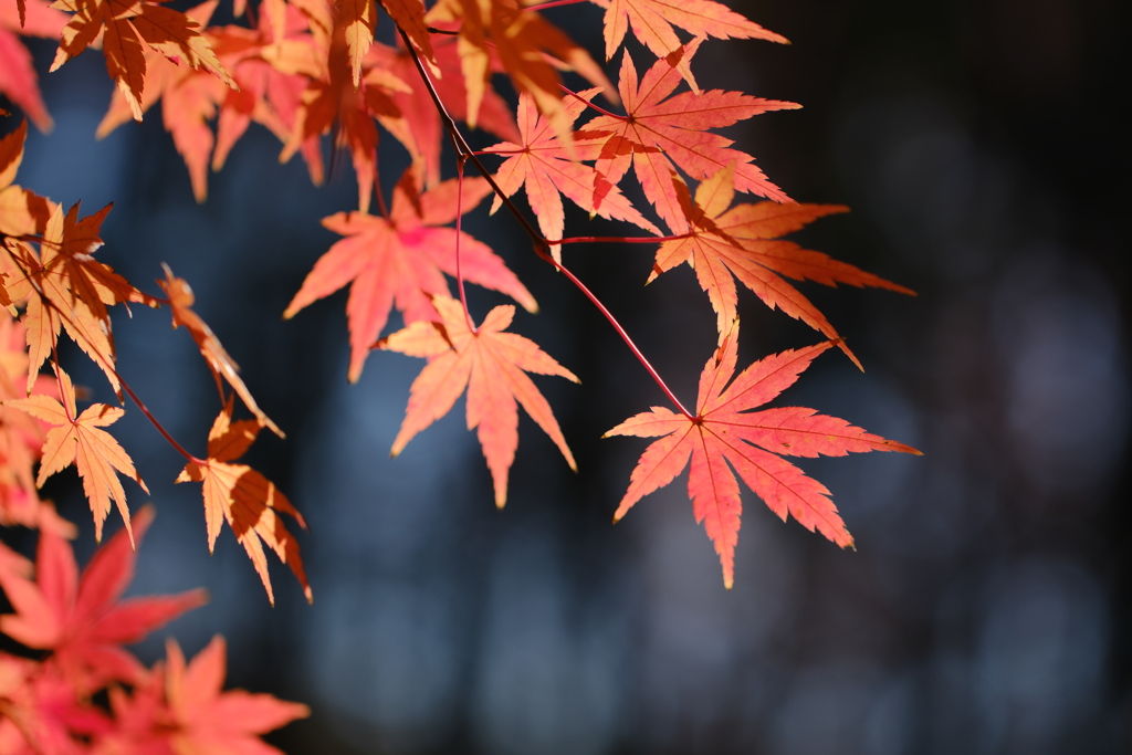まだまだ紅い