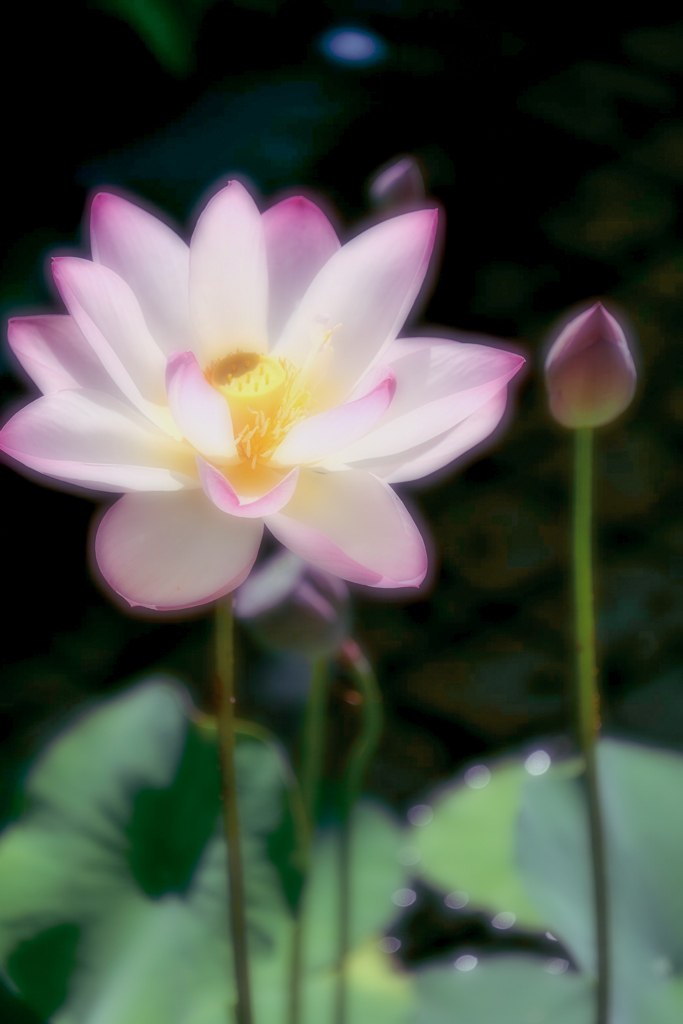 極楽浄土の華