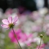 秋桜