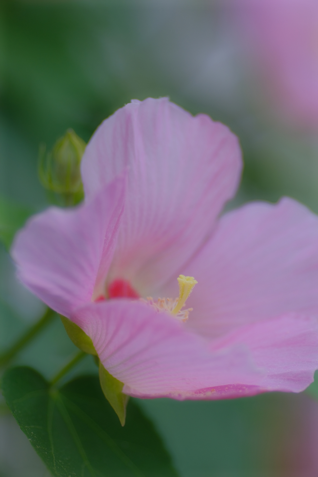 散歩道の花