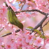 吸蜜