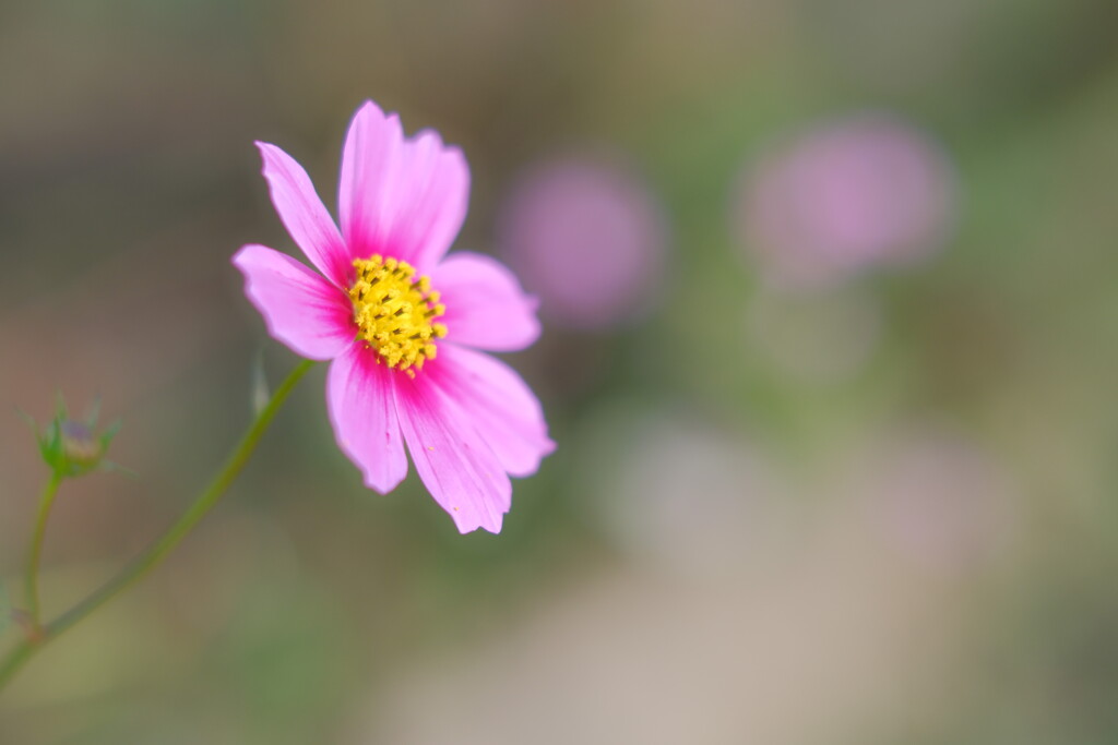 秋桜