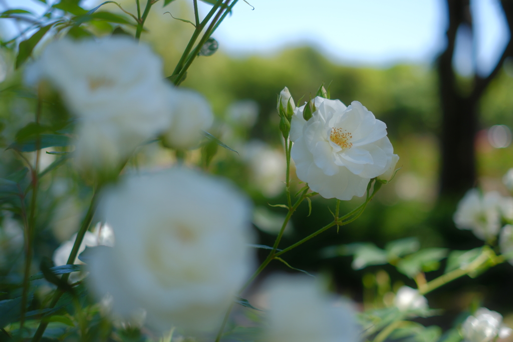 薔薇のポートレート