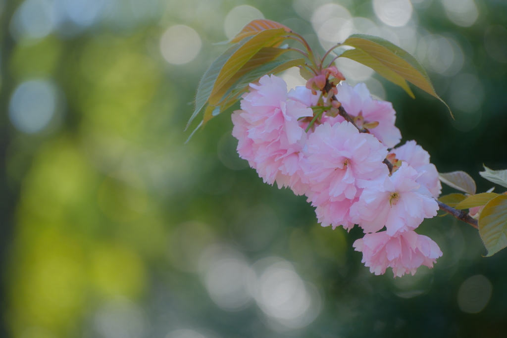 八重桜