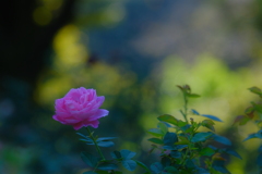 薔薇８