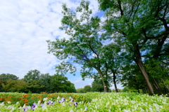 九月の公園