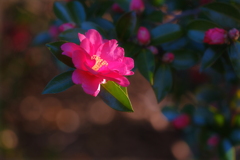 山茶花