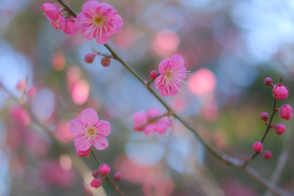 春の彩り