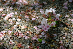 桜への感謝