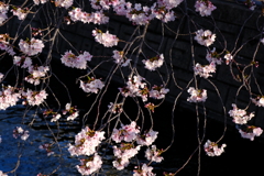 きらめく桜