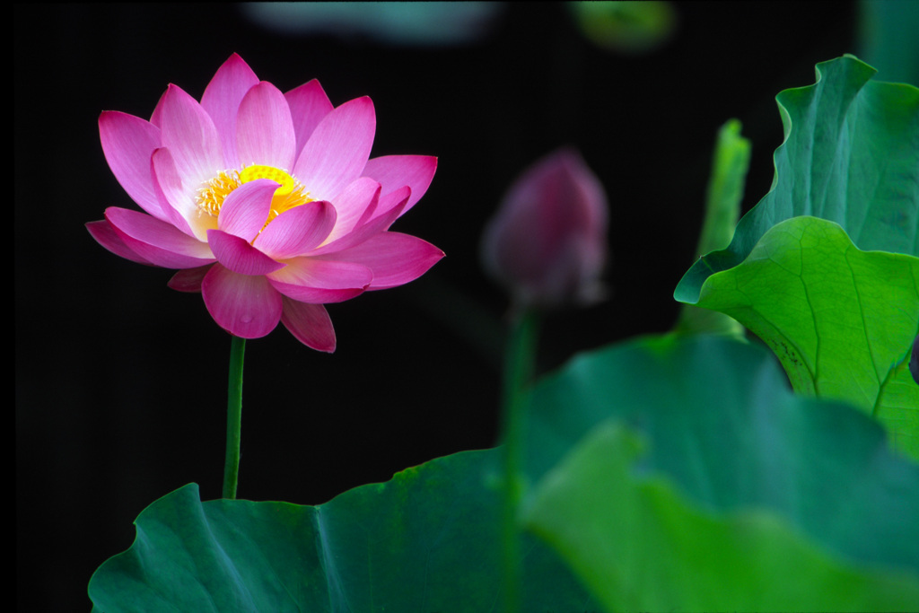 蓮華