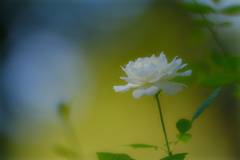 薔薇４