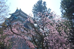 枝垂桜