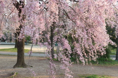 枝垂桜