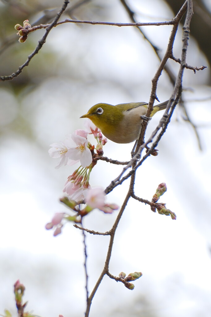 桜を楽しむ