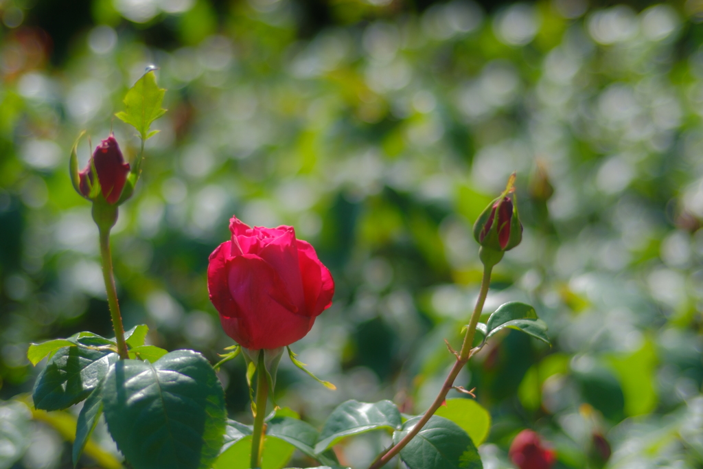薔薇
