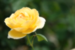 バラ