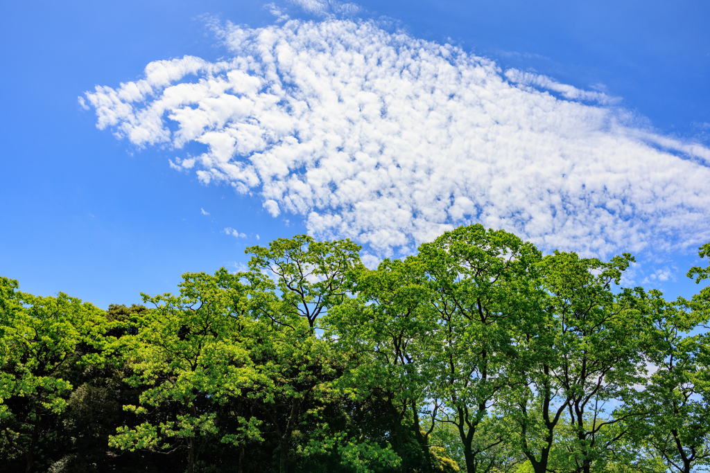 青葉青空