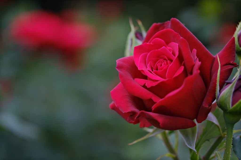 薔薇