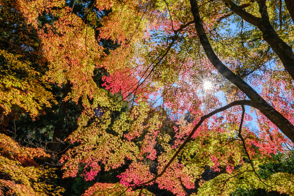 紅葉グラデーション