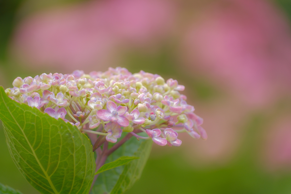 紫陽花