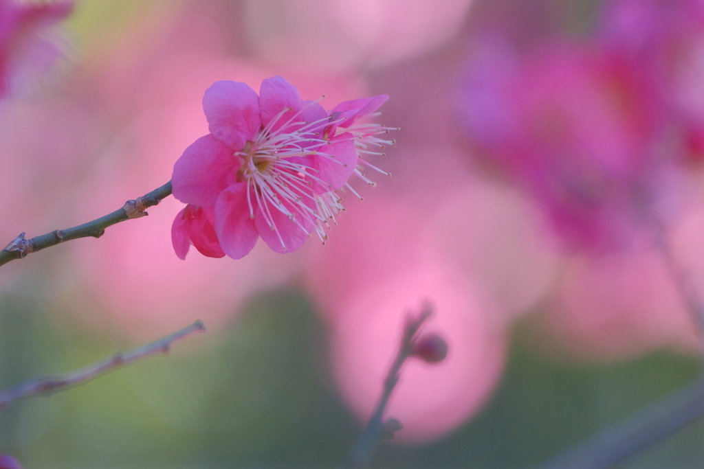 春の彩り