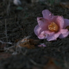落花