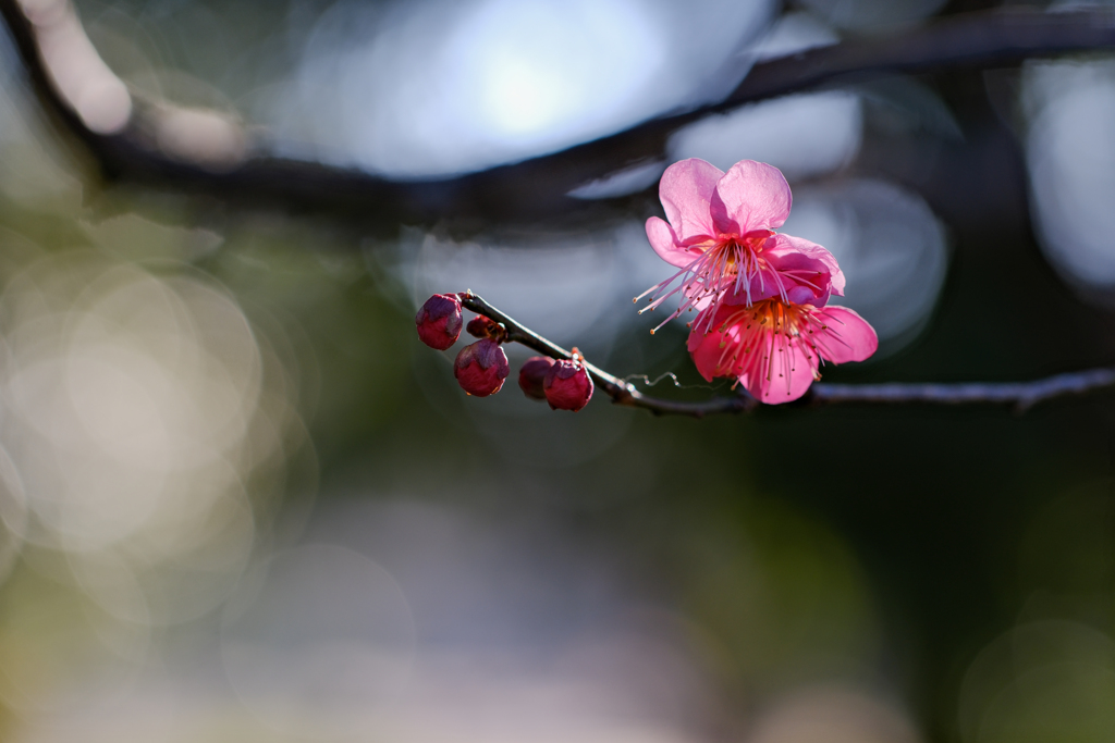 紅梅