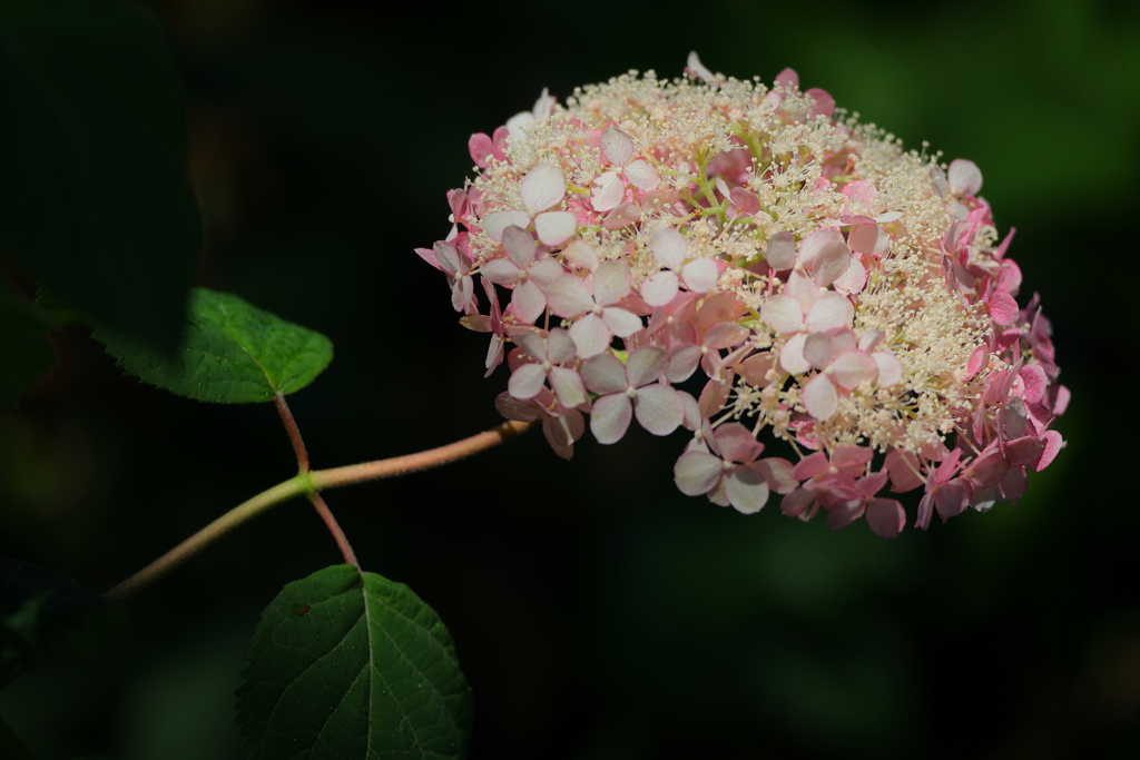 紫陽花