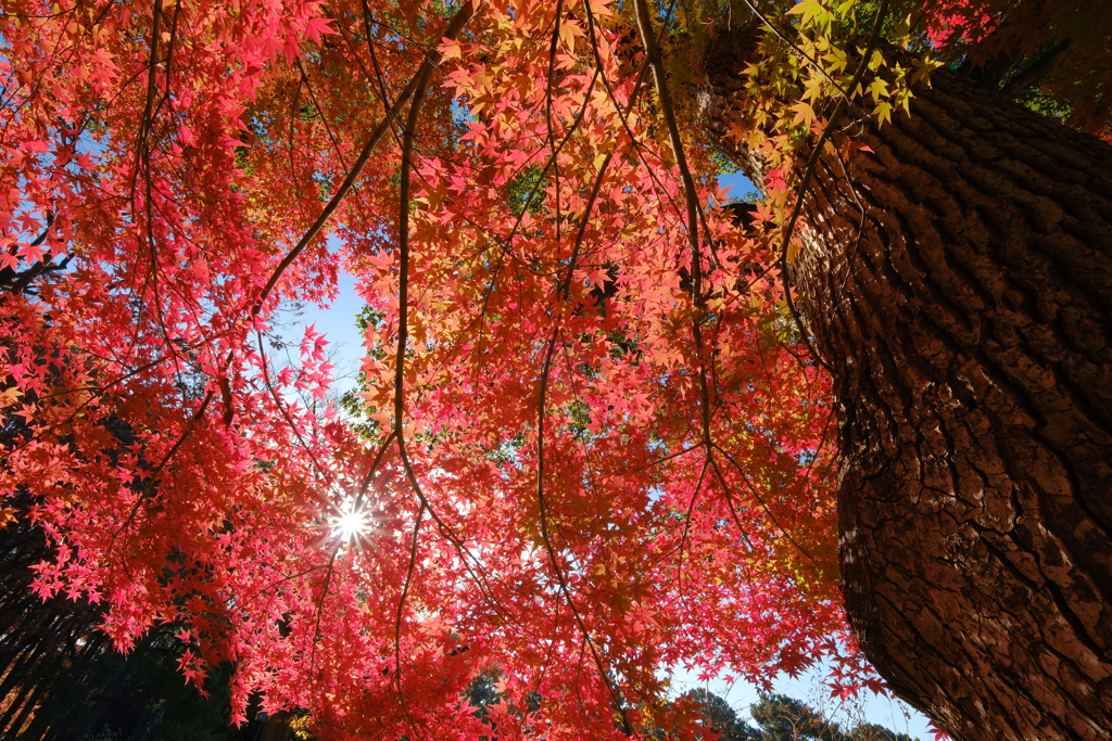 紅い帷