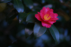 山茶花