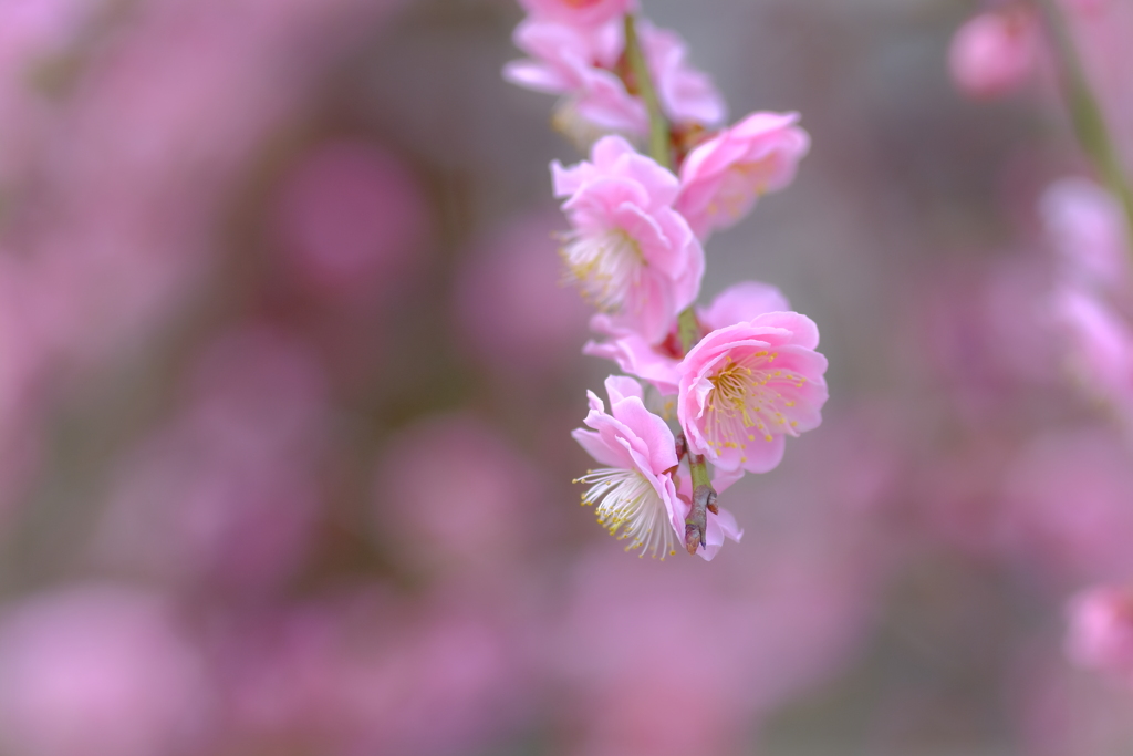 しだれ梅