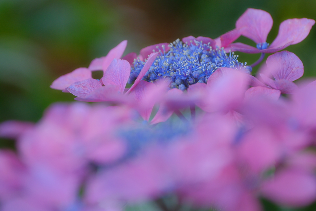 紫陽花