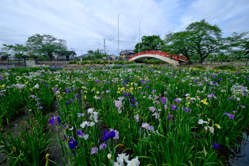 豊橋加茂菖蒲園