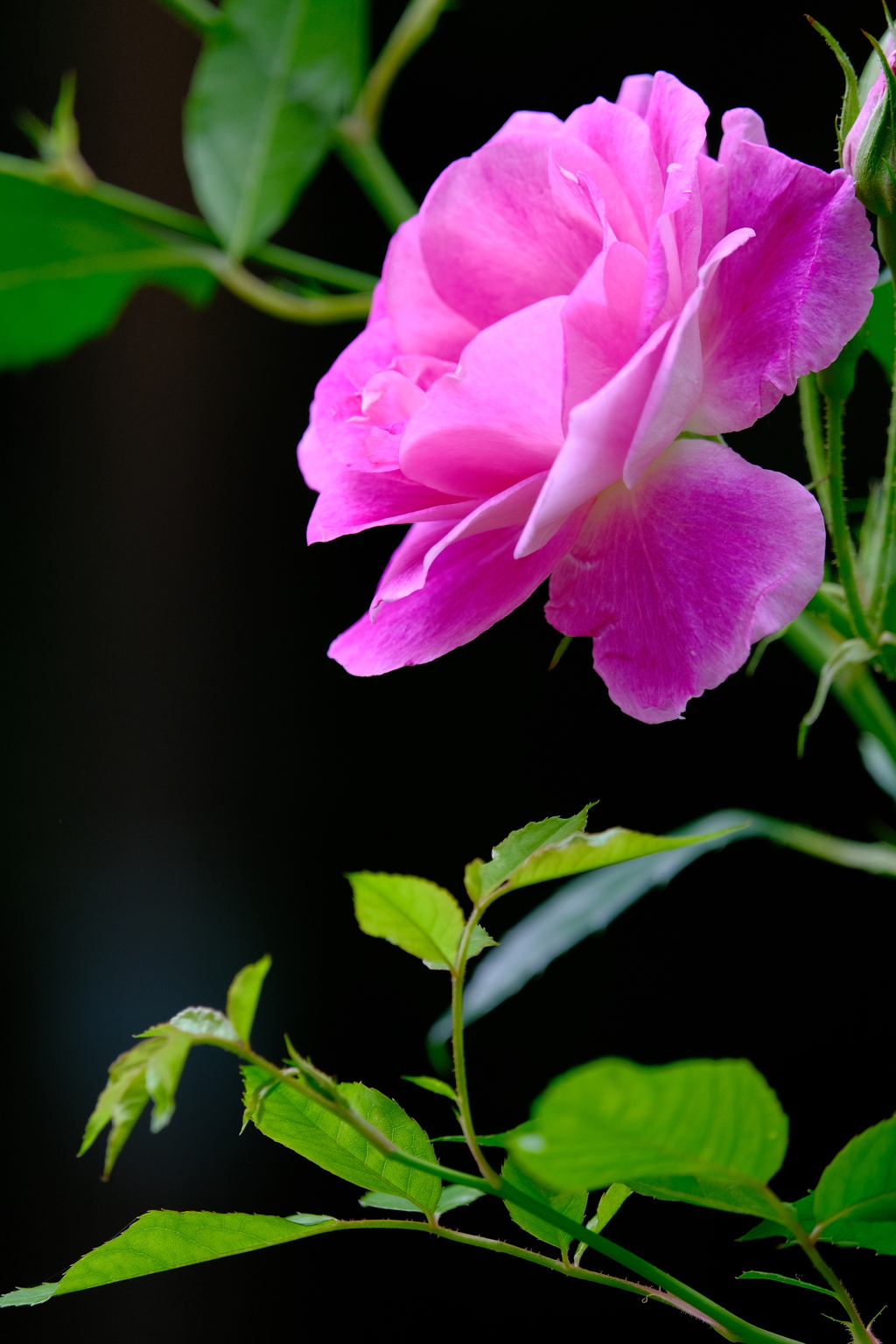 薔薇