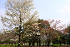 紅白 紅白