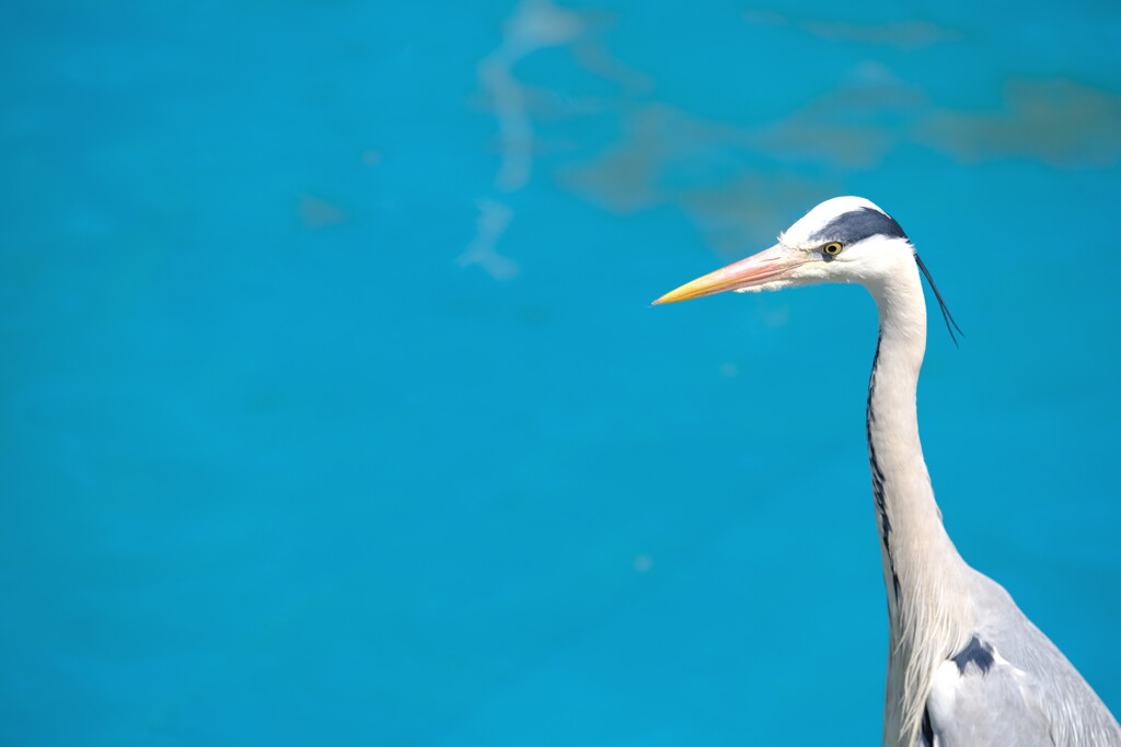 サギ