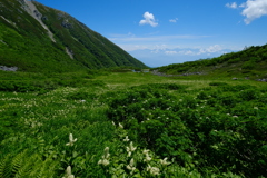 広がる高山植物