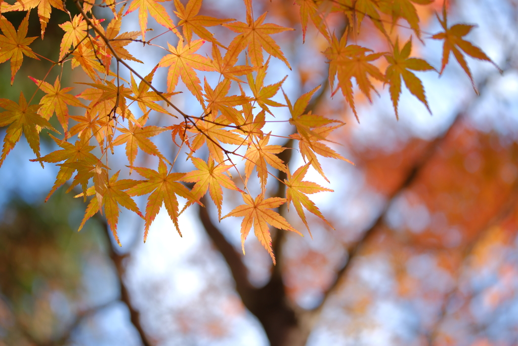 薄紅葉