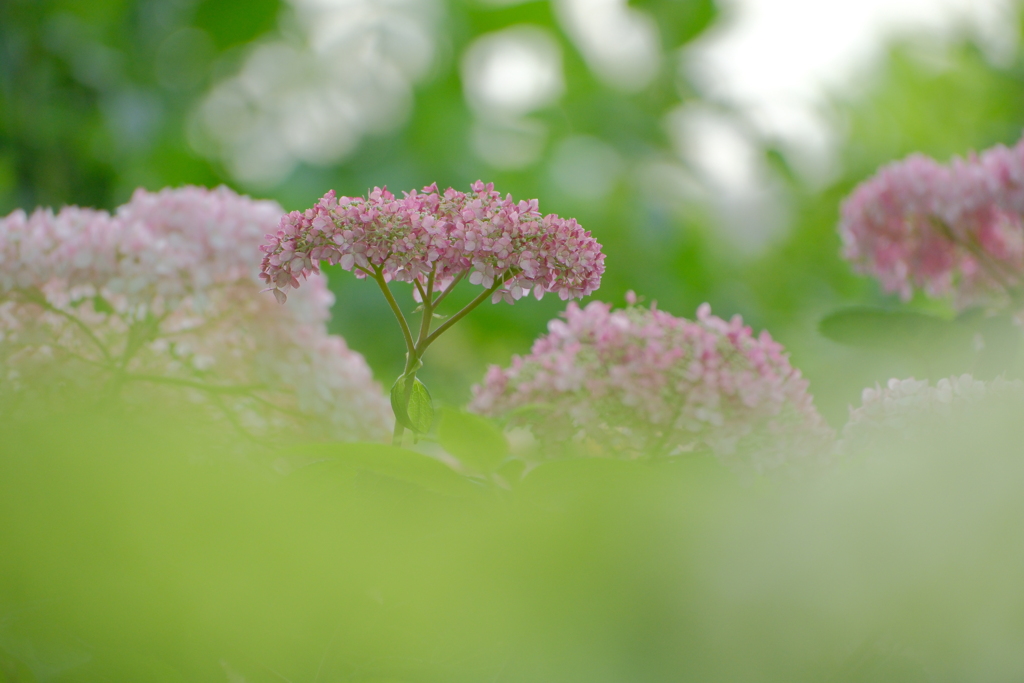 紫陽花