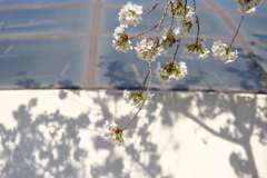 春の影