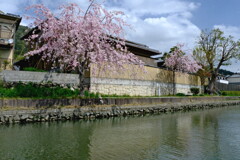 八幡堀めぐり　春　船上から