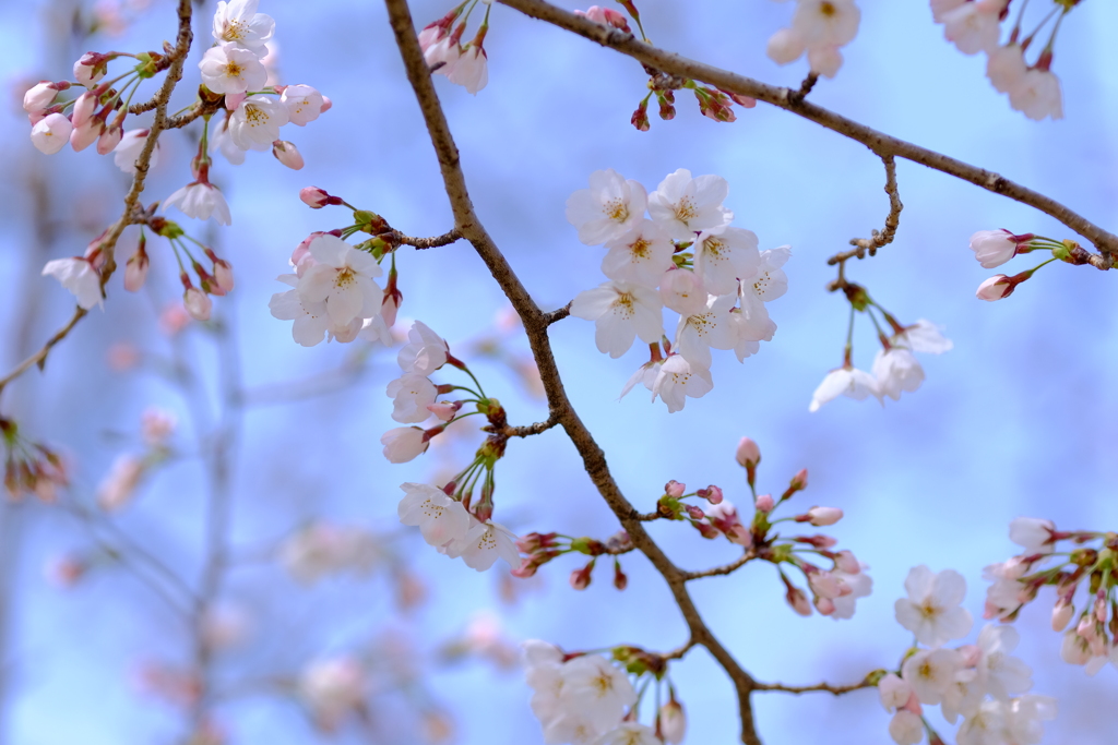 桜咲く