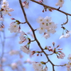 桜咲く