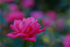 薔薇５
