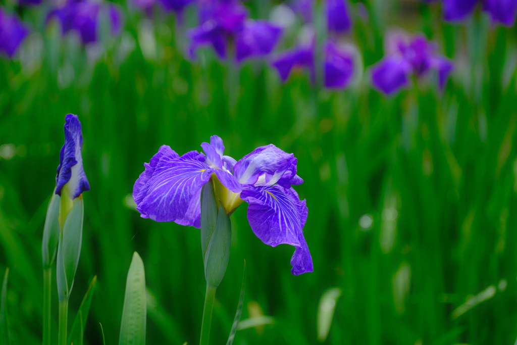 花菖蒲